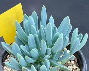 How to Care for the "Dream Angel" Succulent? (Easily Get Succulent Aesthetics, Master Care Tips) 1