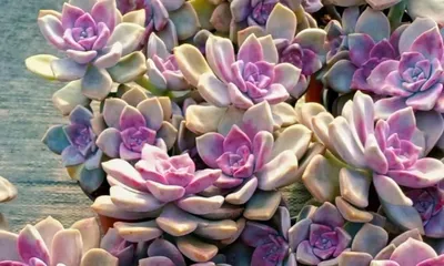 How to Care for the "Dream Angel" Succulent? (Easily Get Succulent Aesthetics, Master Care Tips) 2