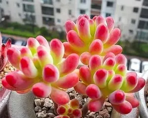 How to Care for the "Dream Angel" Succulent? (Easily Get Succulent Aesthetics, Master Care Tips) 3