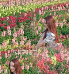 How to solve the problem of snapdragon leaves turning yellow (care tips to revitalize your snapdragon)1