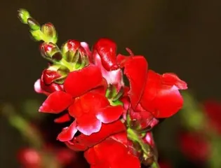 How to solve the problem of snapdragon leaves turning yellow (care tips to revitalize your snapdragon)2