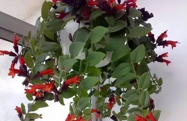 How to solve the problem of snapdragon leaves turning yellow (care tips to revitalize your snapdragon)3