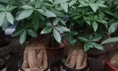 Potting Time and Care Methods for Money Trees (How to Grow Healthy and Lush Money Trees at Home? Precautions for Potting Money Trees) 1
