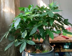 Potting Time and Care Methods for Money Trees (How to Grow Healthy and Lush Money Trees at Home? Precautions for Potting Money Trees) 2