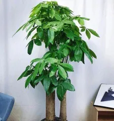 Potting Time and Care Methods for Money Trees (How to Grow Healthy and Lush Money Trees at Home? Precautions for Potting Money Trees) 3