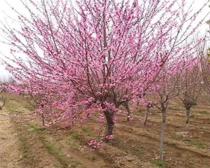 Cold Tolerance and Adaptation of Flat Peaches (Revealing the Winter Cold Resistance and Maintenance Skills of Flat Peaches) 1