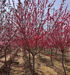 Cold Tolerance and Adaptation of Flat Peaches (Revealing the Winter Cold Resistance and Maintenance Skills of Flat Peaches) 2