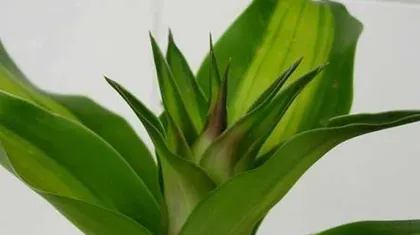 How to Solve the Problem of Black Leaf Tips on a Brazilian Tree? (Learn the Correct Care Methods to Revitalize Your Plant) 1