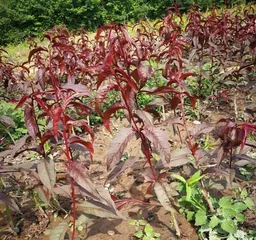 Cold Tolerance and Adaptation of Flat Peaches (Revealing the Winter Cold Resistance and Maintenance Skills of Flat Peaches) 3
