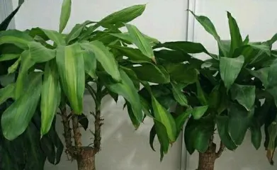How to Solve the Problem of Black Leaf Tips on a Brazilian Tree? (Learn the Correct Care Methods to Revitalize Your Plant) 3