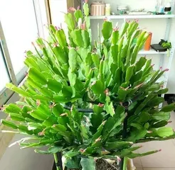 The Mystery of Epiphyllum Blooming (Care Tips, Flowering Frequency, Light Requirements, All You Need to Know!) 1