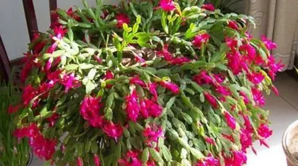 The Mystery of Epiphyllum Blooming (Care Tips, Flowering Frequency, Light Requirements, All You Need to Know!) 2