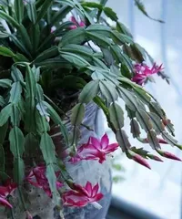 The Mystery of Epiphyllum Blooming (Care Tips, Flowering Frequency, Light Requirements, All You Need to Know!) 3