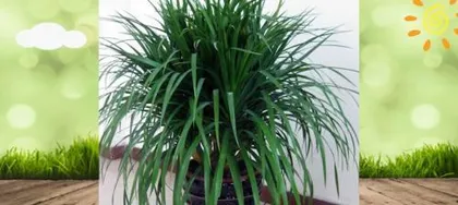 Causes and Solutions for Dracaena Leaf Curling (Green Plant Care) 1