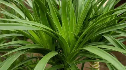 Causes and Solutions for Dracaena Leaf Curling (Green Plant Care) 2