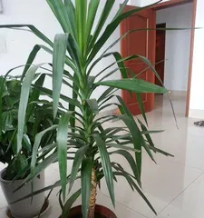 Causes and Solutions for Dracaena Leaf Curling (Green Plant Care) 3