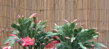 Epiphyllum Summer Care Guide (Summer Survival, Healthy Growth for Epiphyllum) 1