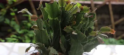 Epiphyllum Summer Care Guide (Summer Survival, Healthy Growth for Epiphyllum) 2