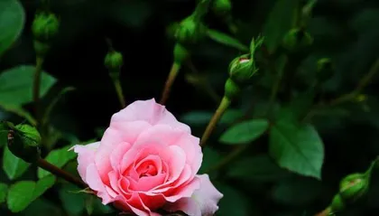 Tips for Rose Care (Is it a good idea to water roses with urine?) 1