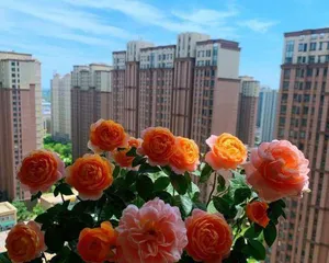 Tips for Rose Care (Is it a good idea to water roses with urine?) 2