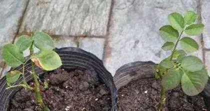 Tips for Rose Care (Is it a good idea to water roses with urine?) 3