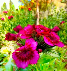 The Vibrant World of Heat-Loving Flowers (Exploring Types and Care Methods) 1