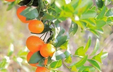 How to Successfully Grow Healthy Orange Trees (Orange Tree Care Tips and Precautions to Help You Create a Fruitful Orchard) 1