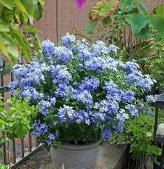 The Vibrant World of Heat-Loving Flowers (Exploring Types and Care Methods) 2