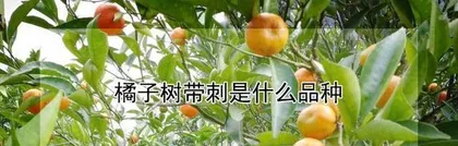 How to Successfully Grow Healthy Orange Trees (Orange Tree Care Tips and Precautions to Help You Create a Fruitful Orchard) 2