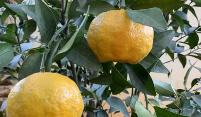 How to Successfully Grow Healthy Orange Trees (Orange Tree Care Tips and Precautions to Help You Create a Fruitful Orchard) 3