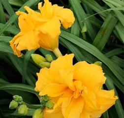 The Vibrant World of Heat-Loving Flowers (Exploring Types and Care Methods) 3