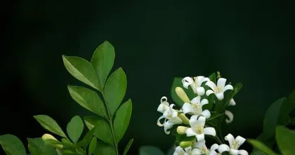 Planting and Care of Murraya paniculata (Simple Care Methods, Suitable Environment and Management Techniques) 1