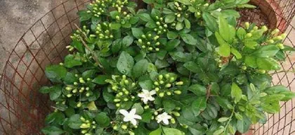 Planting and Care of Murraya paniculata (Simple Care Methods, Suitable Environment and Management Techniques) 2