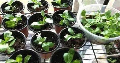 A Detailed Guide to Watering Oxeye Daisies (Care Tips for a More Beautiful Daisy) 1