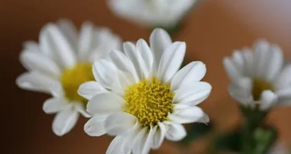 A Detailed Guide to Watering Oxeye Daisies (Care Tips for a More Beautiful Daisy) 2