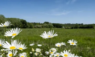 A Detailed Guide to Watering Oxeye Daisies (Care Tips for a More Beautiful Daisy) 3