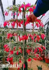 The Succulent Beauty of the Christmas Cactus (Exploring Its Growth and Care) 1