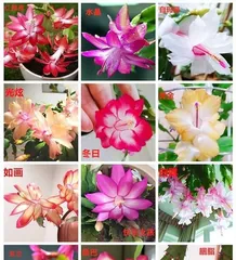 The Succulent Beauty of the Christmas Cactus (Exploring Its Growth and Care) 2