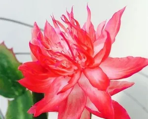 The Succulent Beauty of the Christmas Cactus (Exploring Its Growth and Care) 3