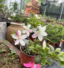 Cultivation tips for Rhododendron indicum (From planting to care, create a beautiful garden together) 1