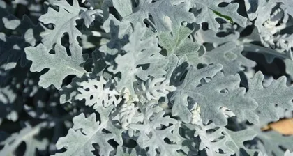 Cultivation tips for Rhododendron indicum (From planting to care, create a beautiful garden together) 2