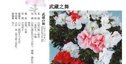 Cultivation tips for Rhododendron indicum (From planting to care, create a beautiful garden together) 3