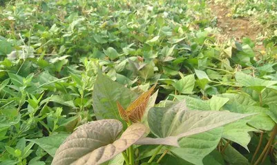 Growing and Caring for Sweet Potatoes (Sweet Potatoes, A Bountiful Harvest!)1