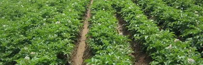 Growing and Caring for Sweet Potatoes (Sweet Potatoes, A Bountiful Harvest!)2