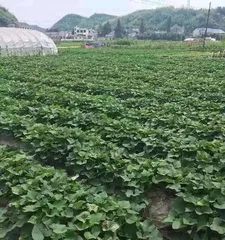 Growing and Caring for Sweet Potatoes (Sweet Potatoes, A Bountiful Harvest!)3