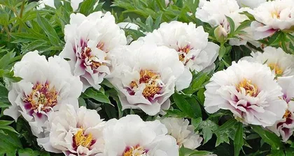 Peony Post-Flowering Care Guide (Let Peonies Bloom Beautifully Again) 2
