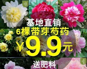 Peony Post-Flowering Care Guide (Let Peonies Bloom Beautifully Again) 3