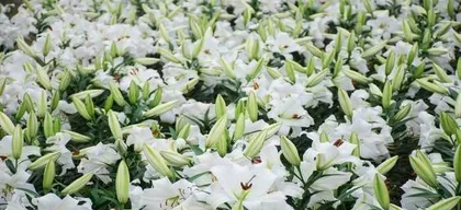 How to Care for Lilies During Their Blooming Period1