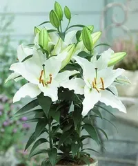 How to Care for Lilies During Their Blooming Period2