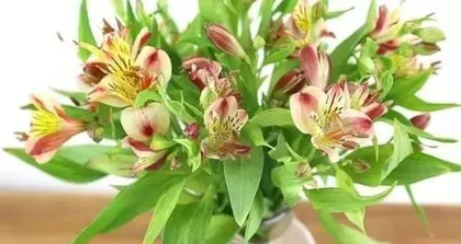 How to Care for Lilies During Their Blooming Period3